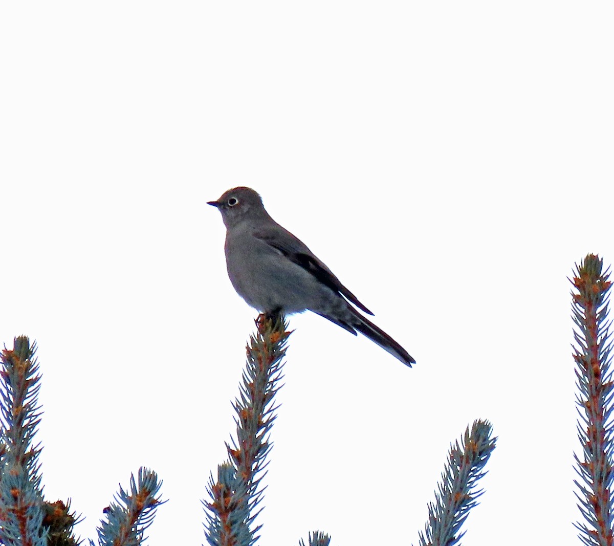 Townsend's Solitaire - ML512561481