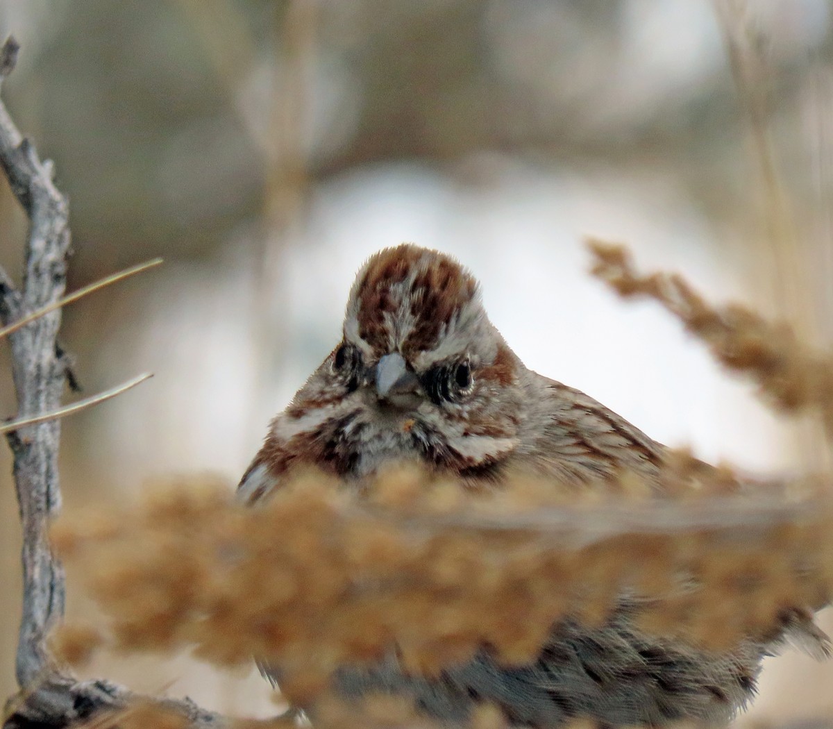 Song Sparrow - ML512561531