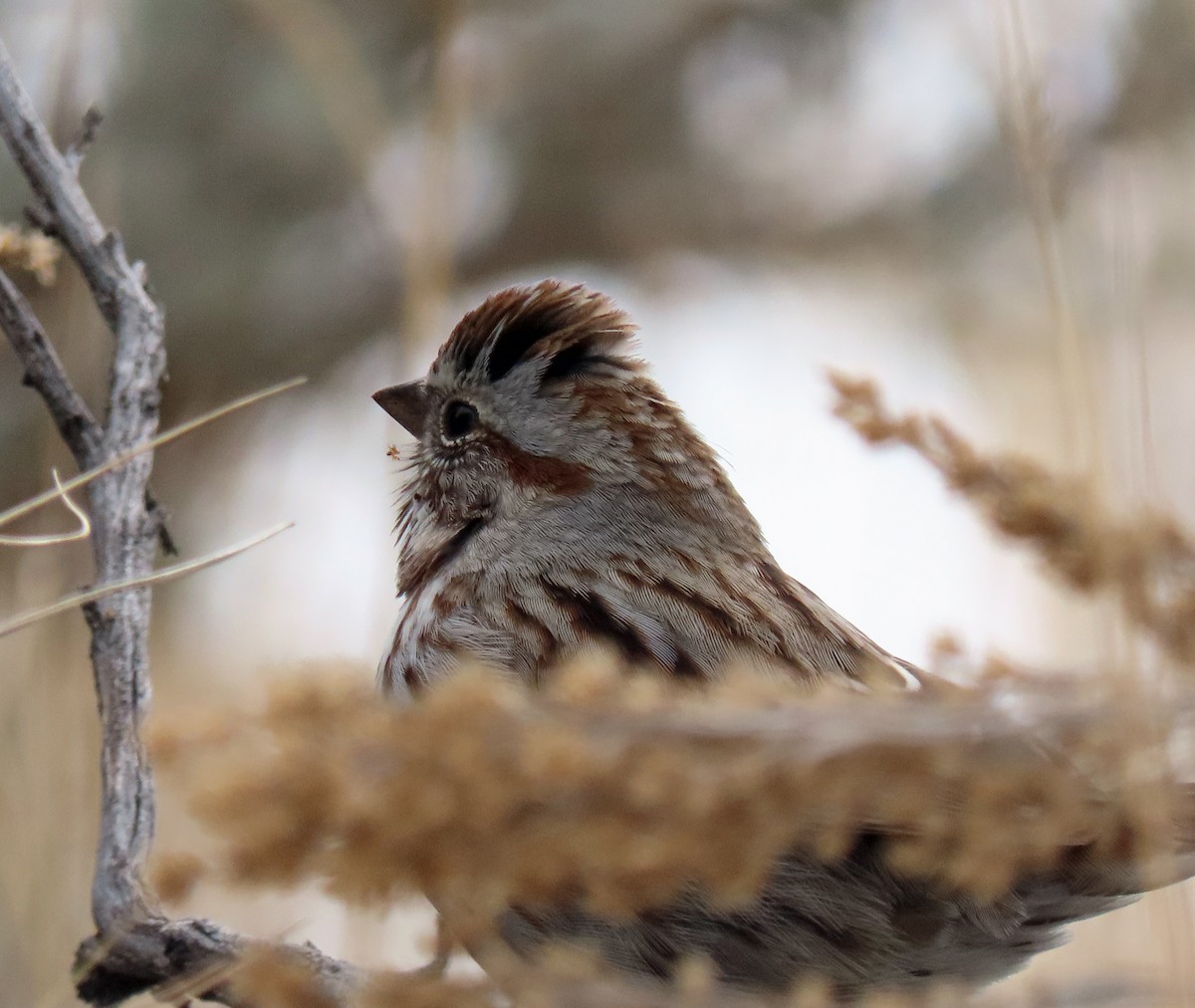 Song Sparrow - ML512561551