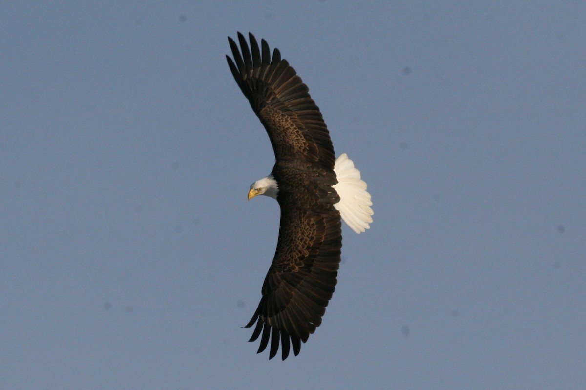 Bald Eagle - ML51256161