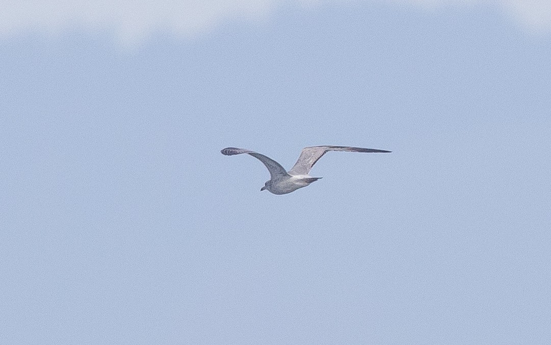 Ring-billed Gull - ML512562331