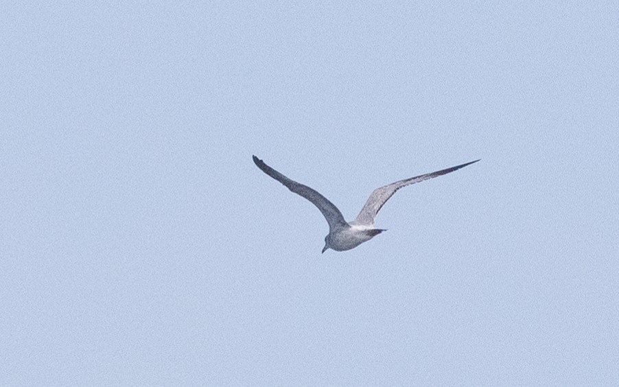 Ring-billed Gull - ML512562341