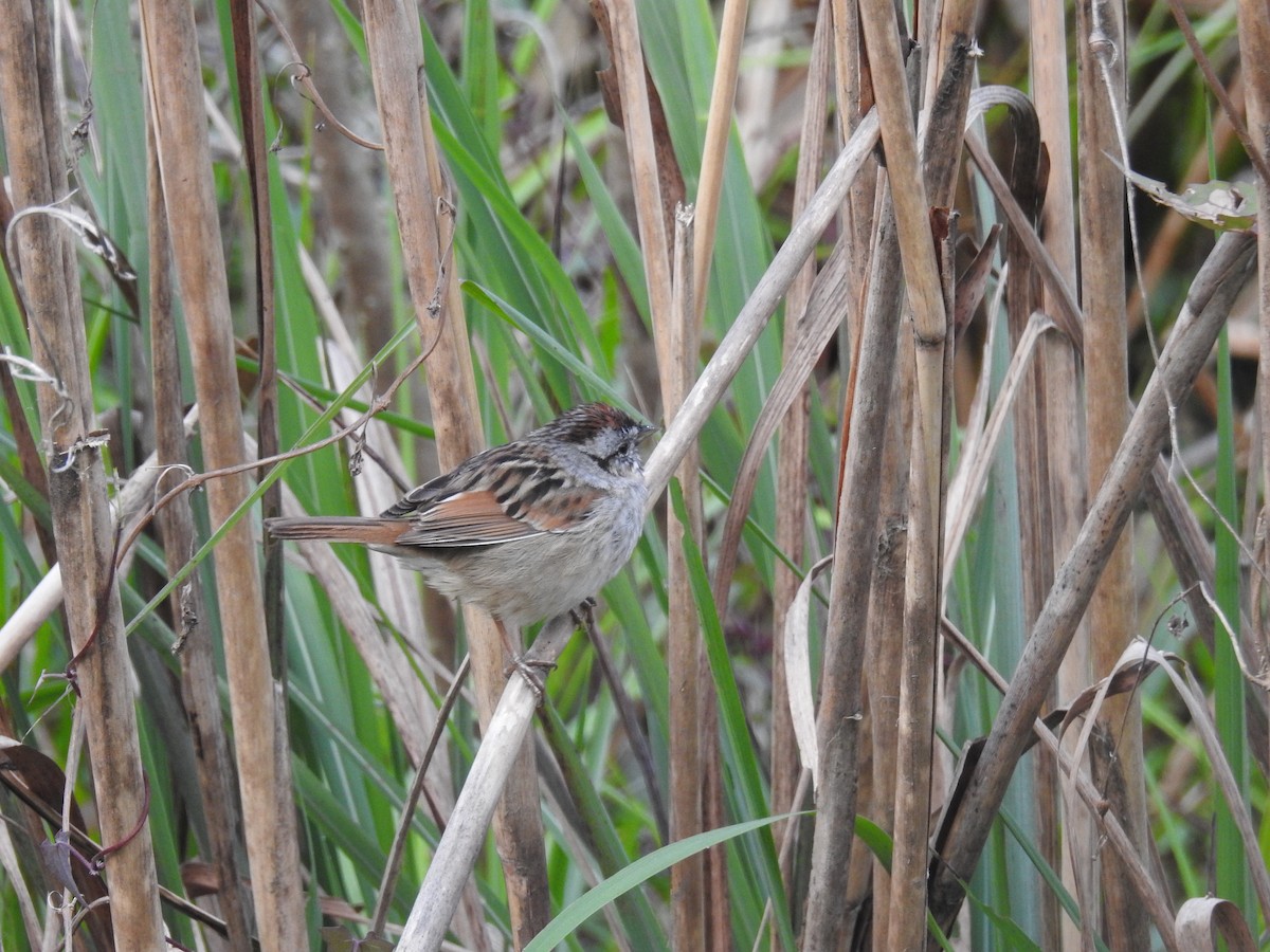 Swamp Sparrow - ML51256251