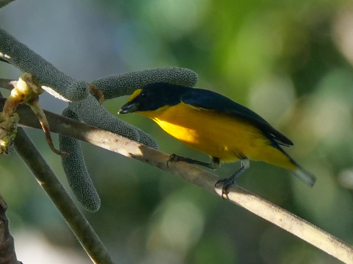 Yellow-throated Euphonia - ML512563101