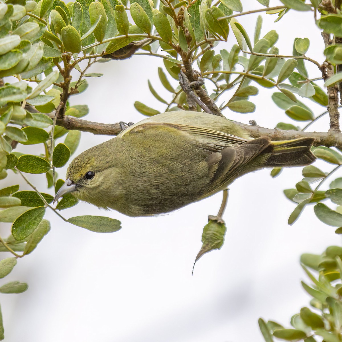 Hawaii-Amakihikleidervogel - ML512563191