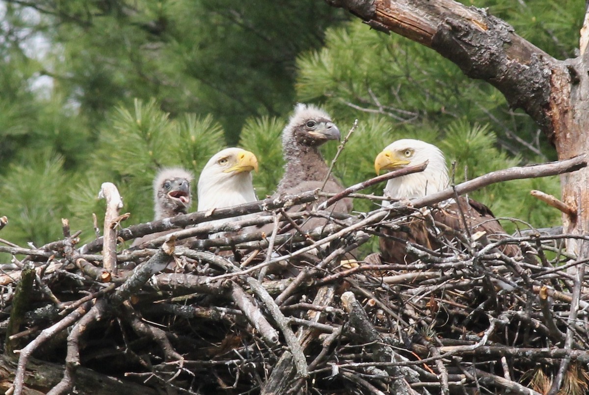 Bald Eagle - Margaret Viens