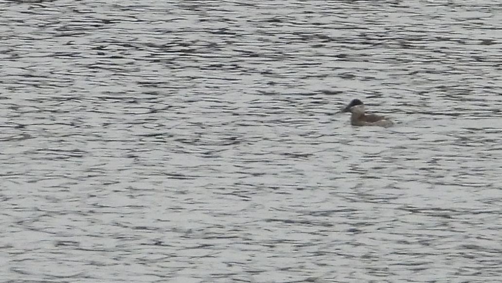 Ruddy Duck - ML512566501