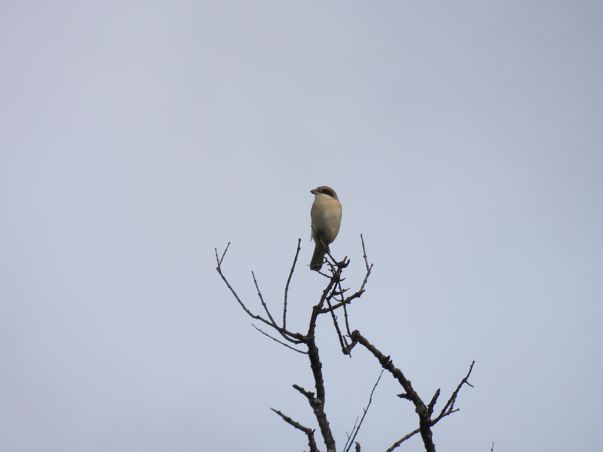 Red-backed Shrike - ML512566621