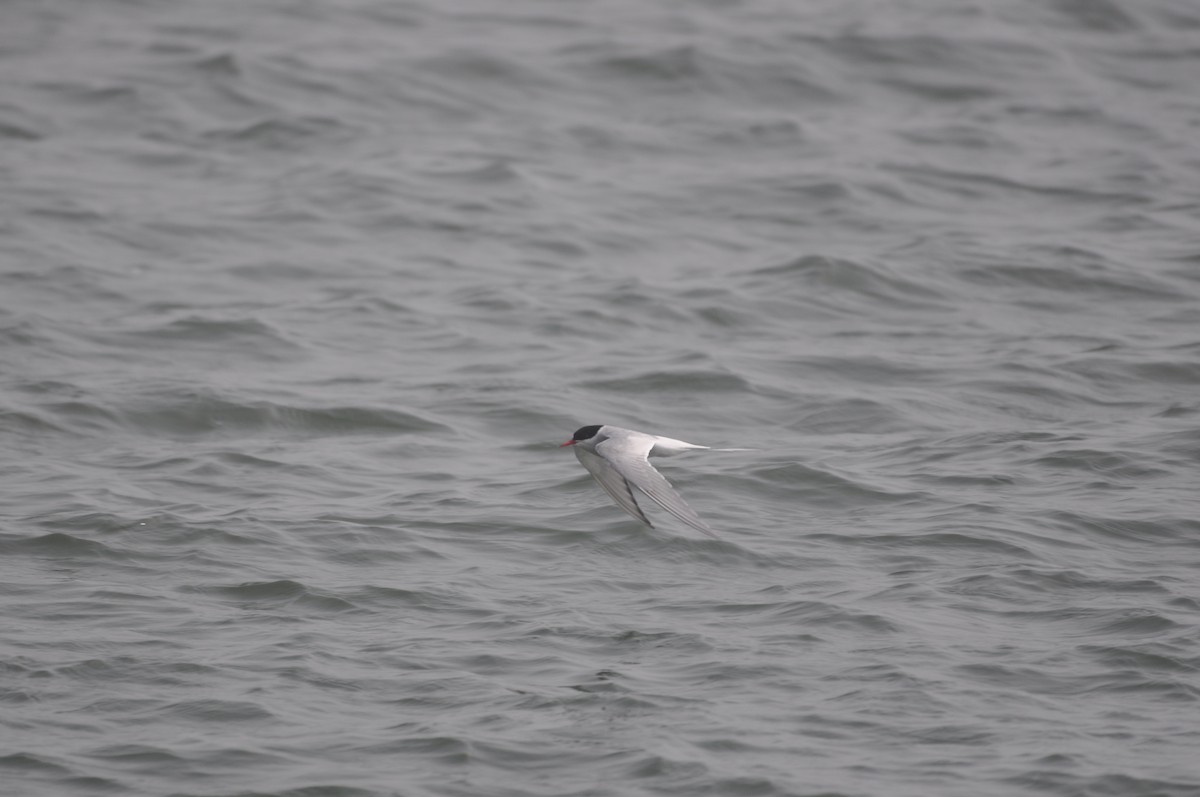 Arctic Tern - ML512566721