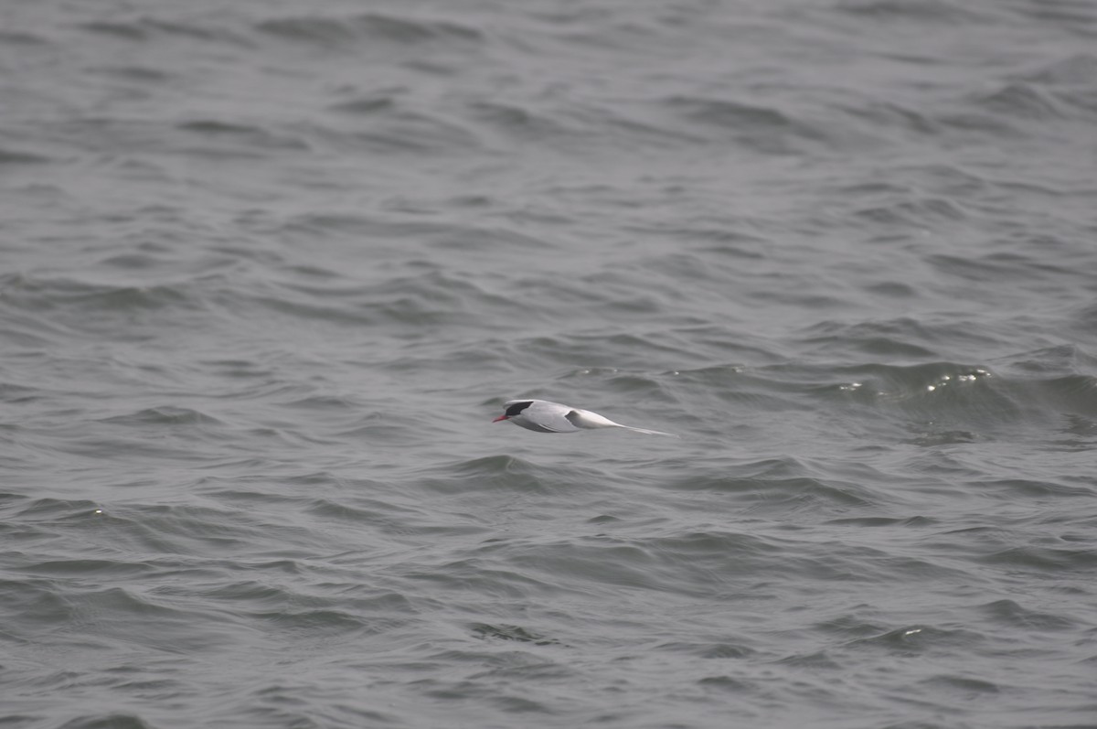 Arctic Tern - ML512566731