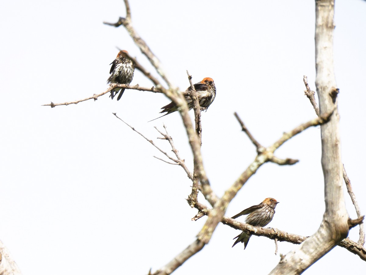 Golondrina Abisinia - ML512566771