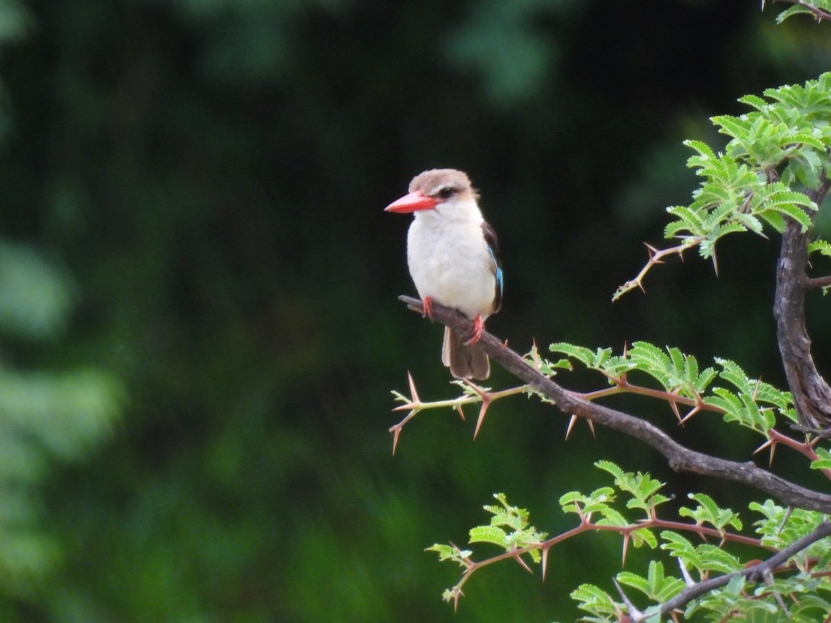 Brown-hooded Kingfisher - ML512566831