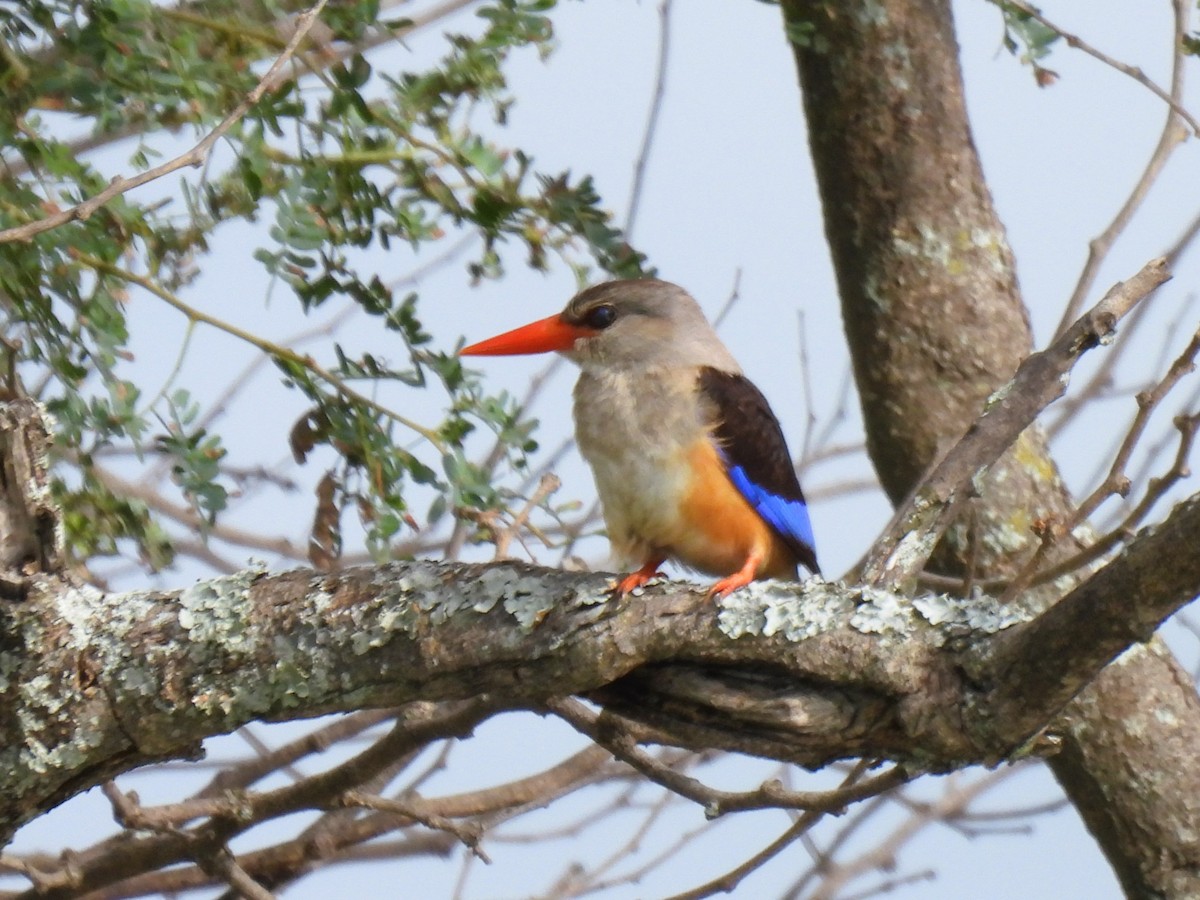 Gray-headed Kingfisher - ML512566941