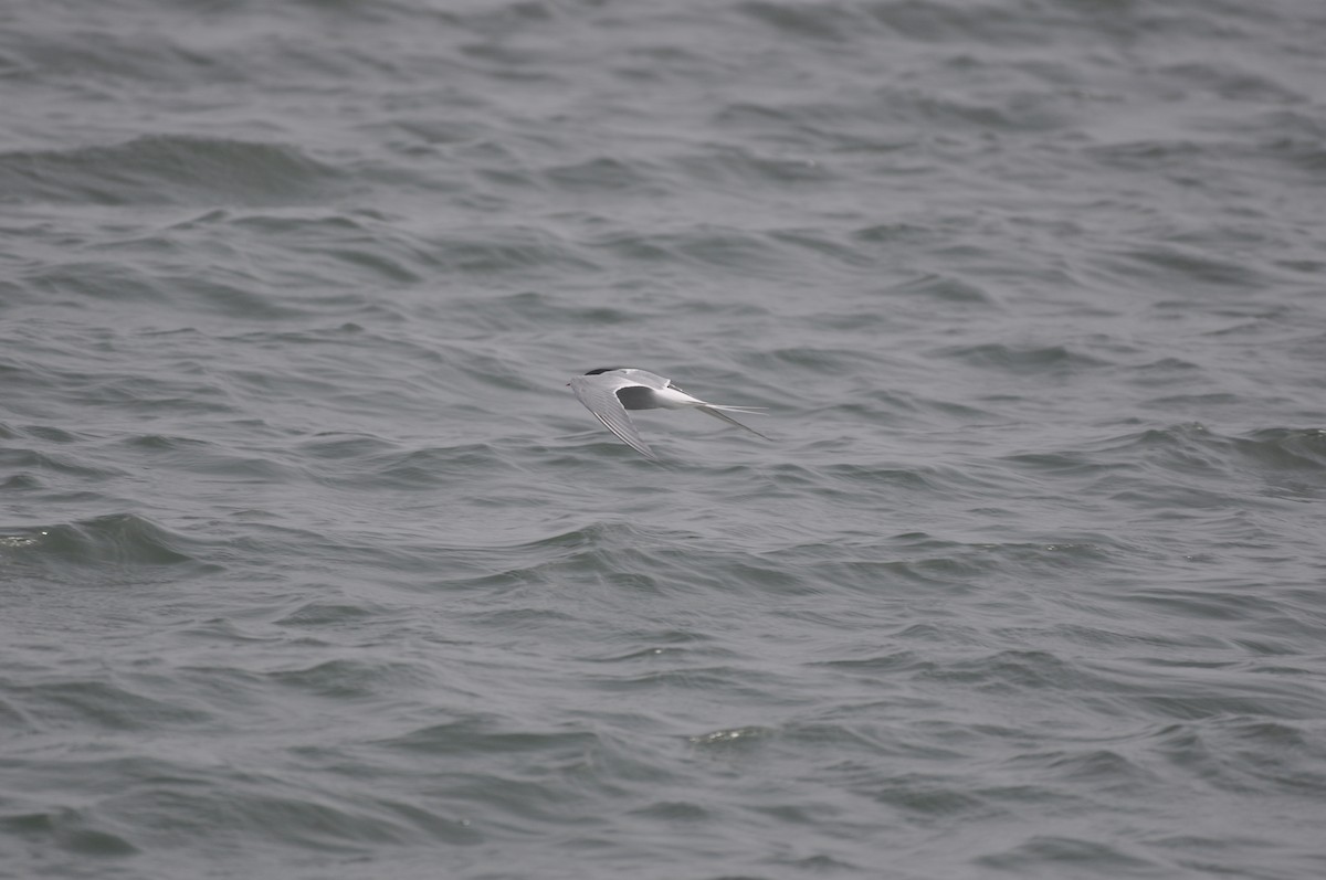 Arctic Tern - ML512567081