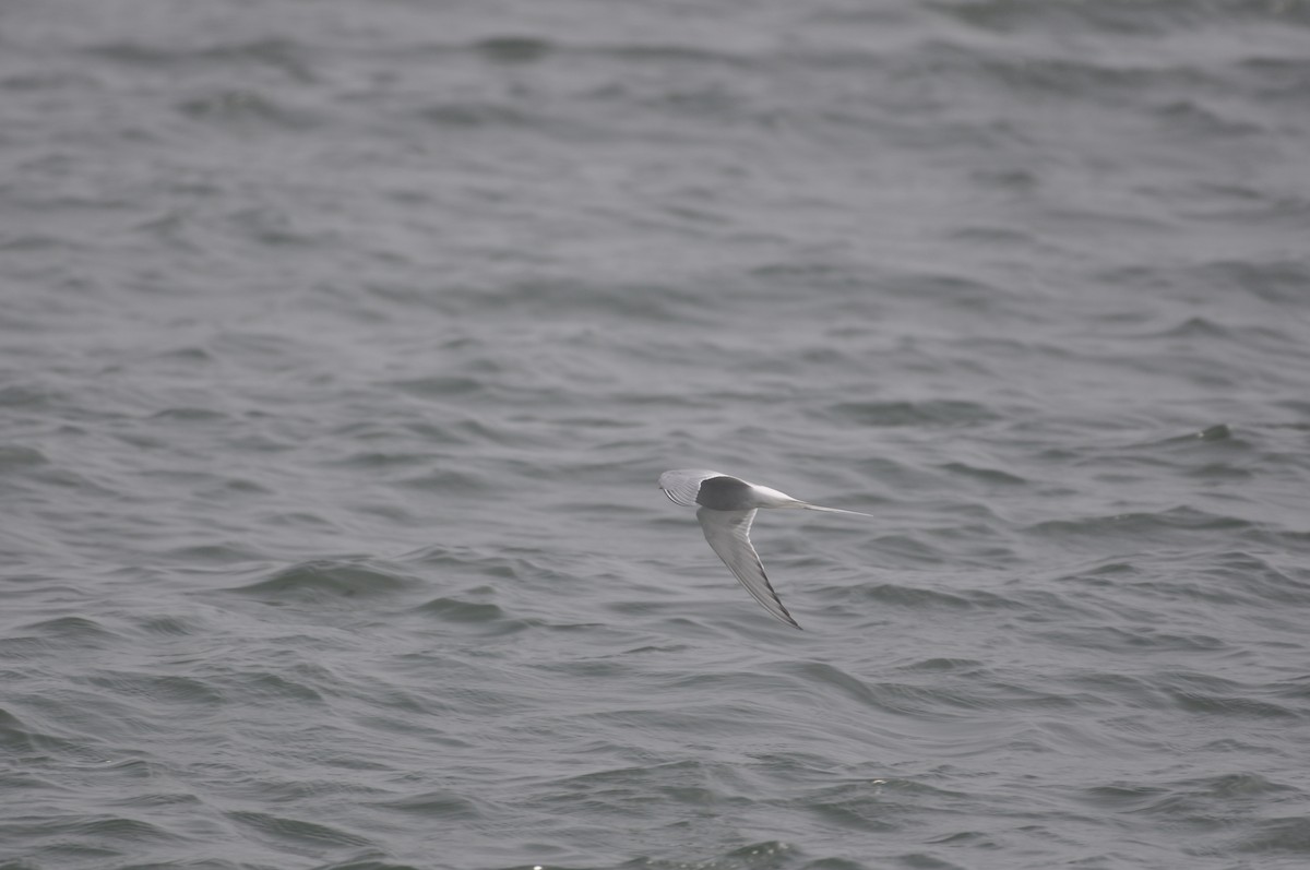 Arctic Tern - ML512567101