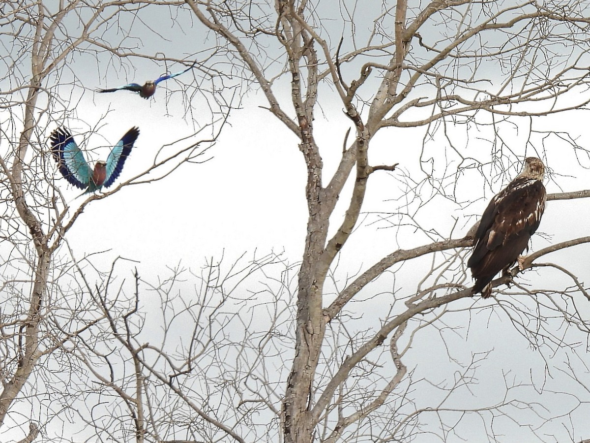 African Fish-Eagle - Cheryl Ring