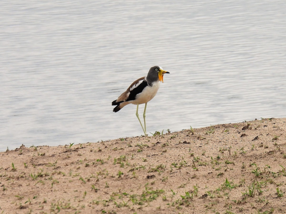 White-crowned Lapwing - Cheryl Ring