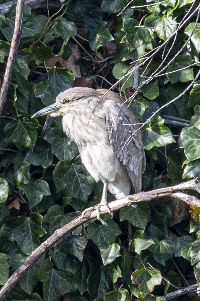 Black-crowned Night Heron - Leah Steinberg