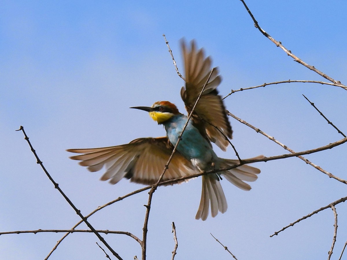 European Bee-eater - Cheryl Ring