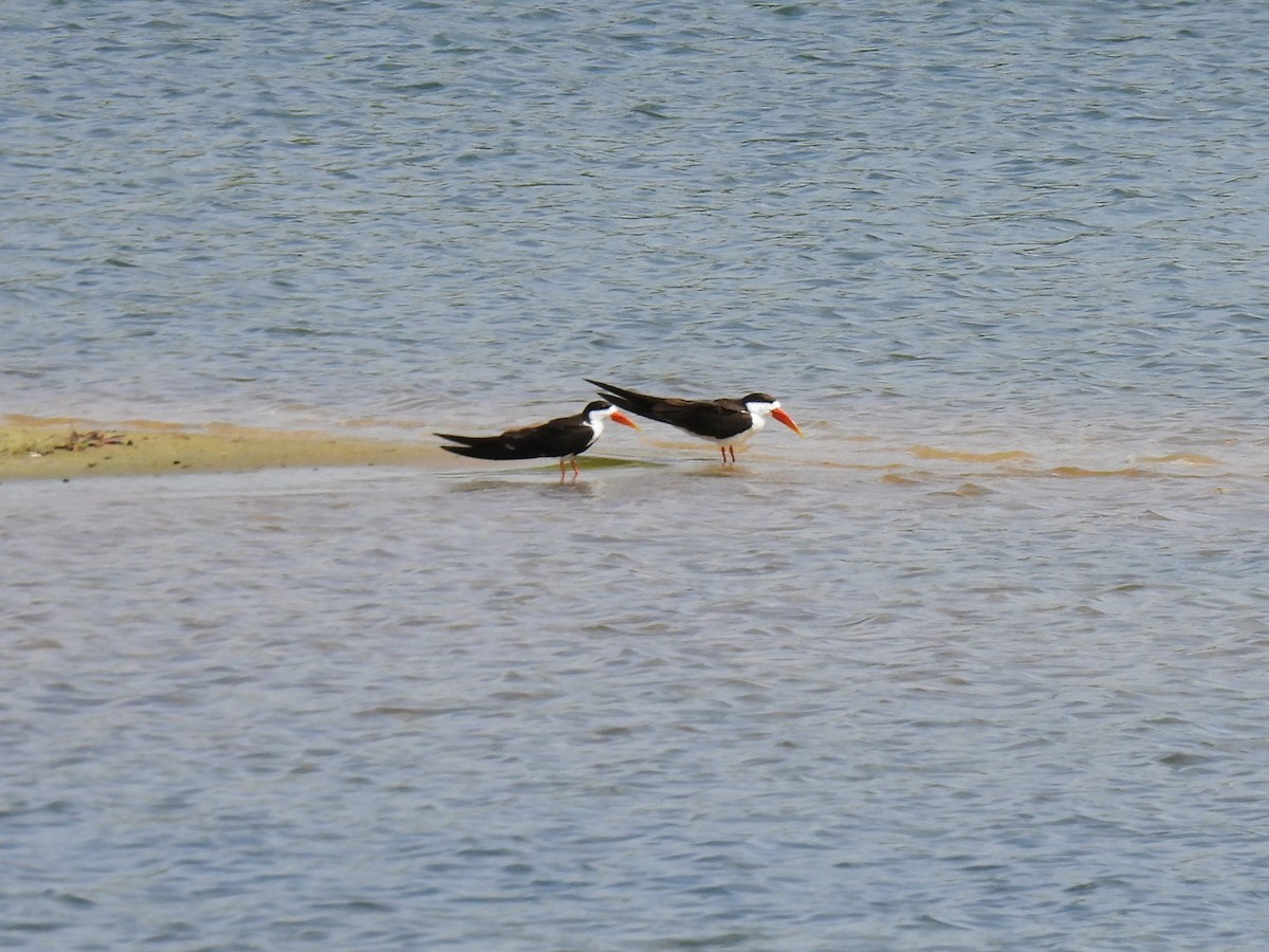 African Skimmer - Cheryl Ring