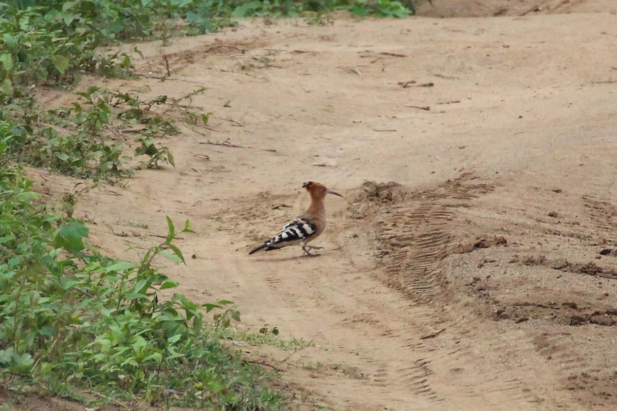 Eurasian Hoopoe - ML512568091