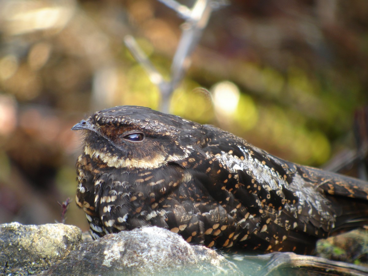 Diabolical Nightjar - ML51256811