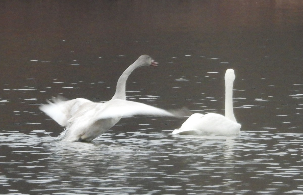 Cygne siffleur - ML512568221