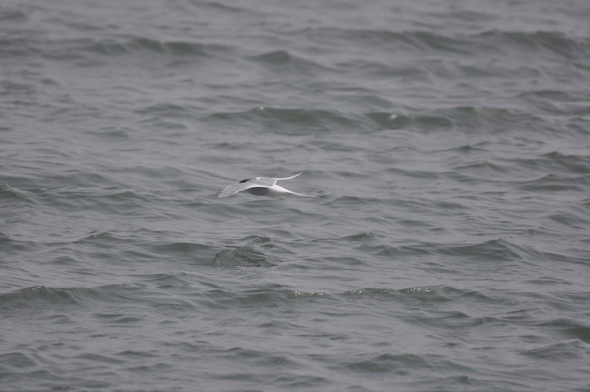 Arctic Tern - ML512568261