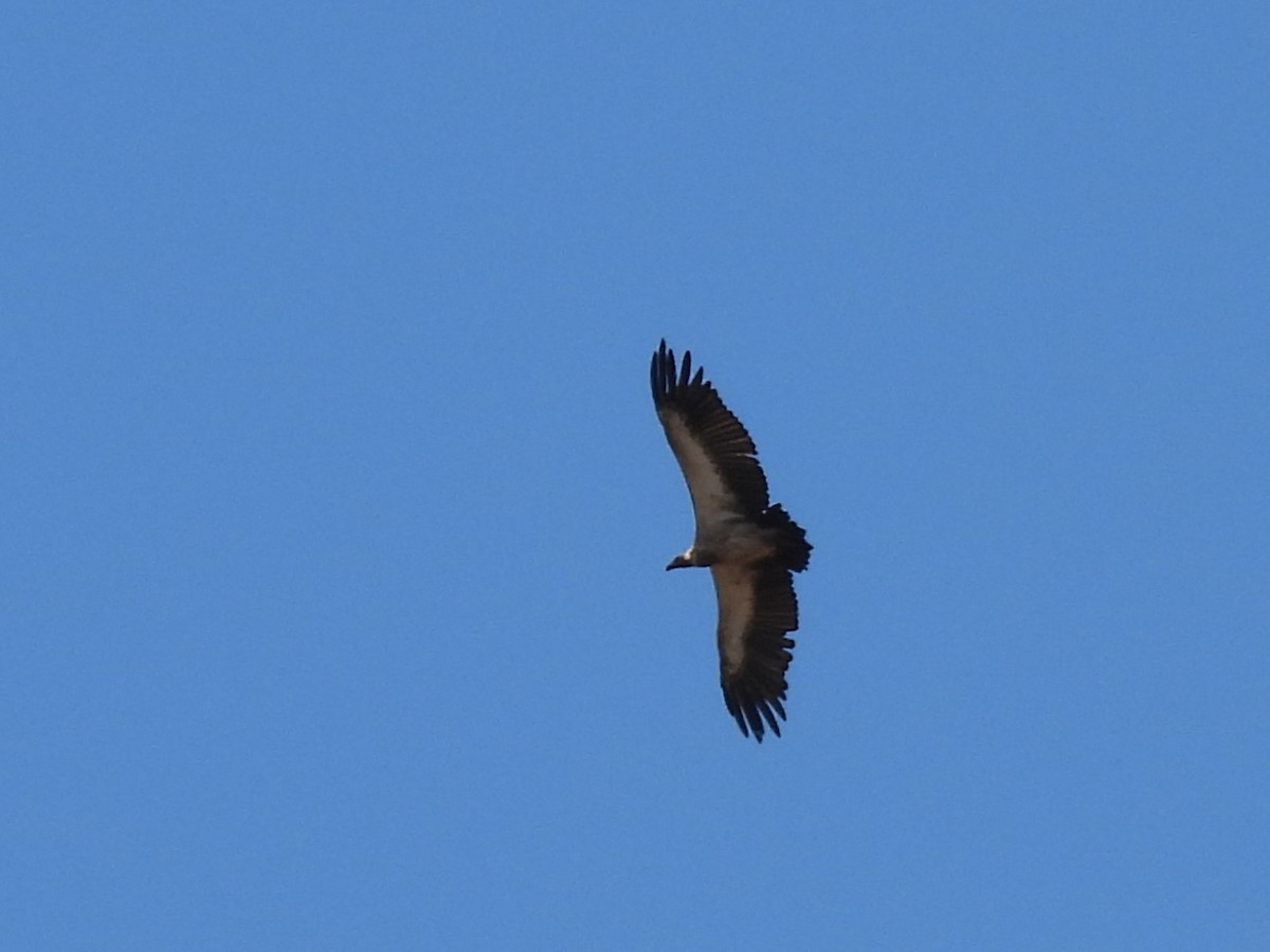 White-backed Vulture - Cheryl Ring