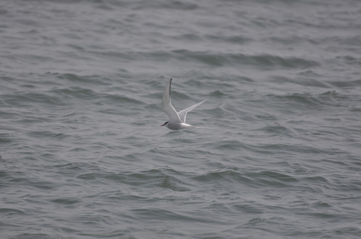 Arctic Tern - ML512568281