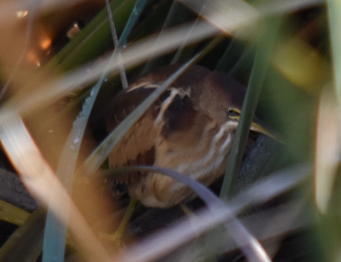 Least Bittern - ML512568371