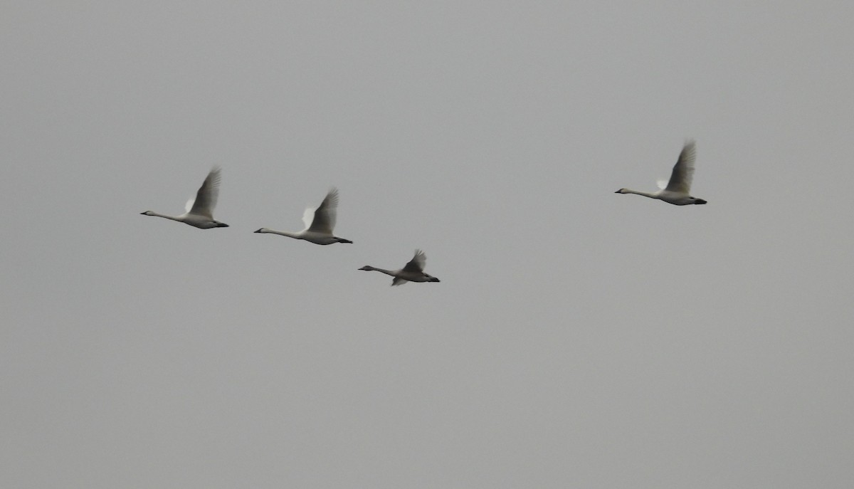 Tundra Swan - ML512568421