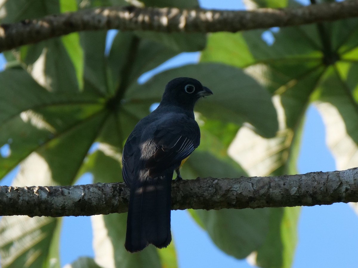 Black-headed Trogon - ML512568481