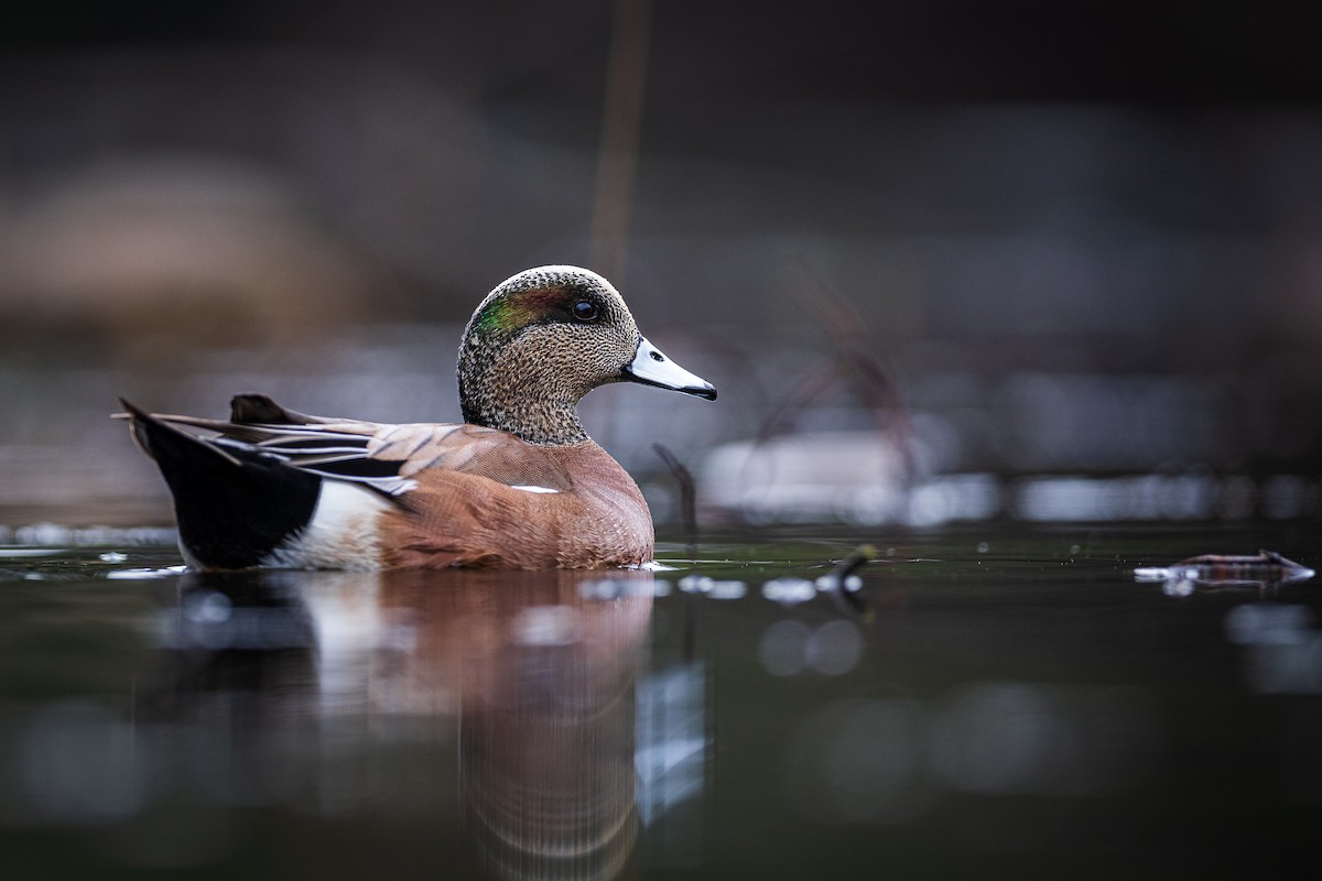 American Wigeon - ML512569661