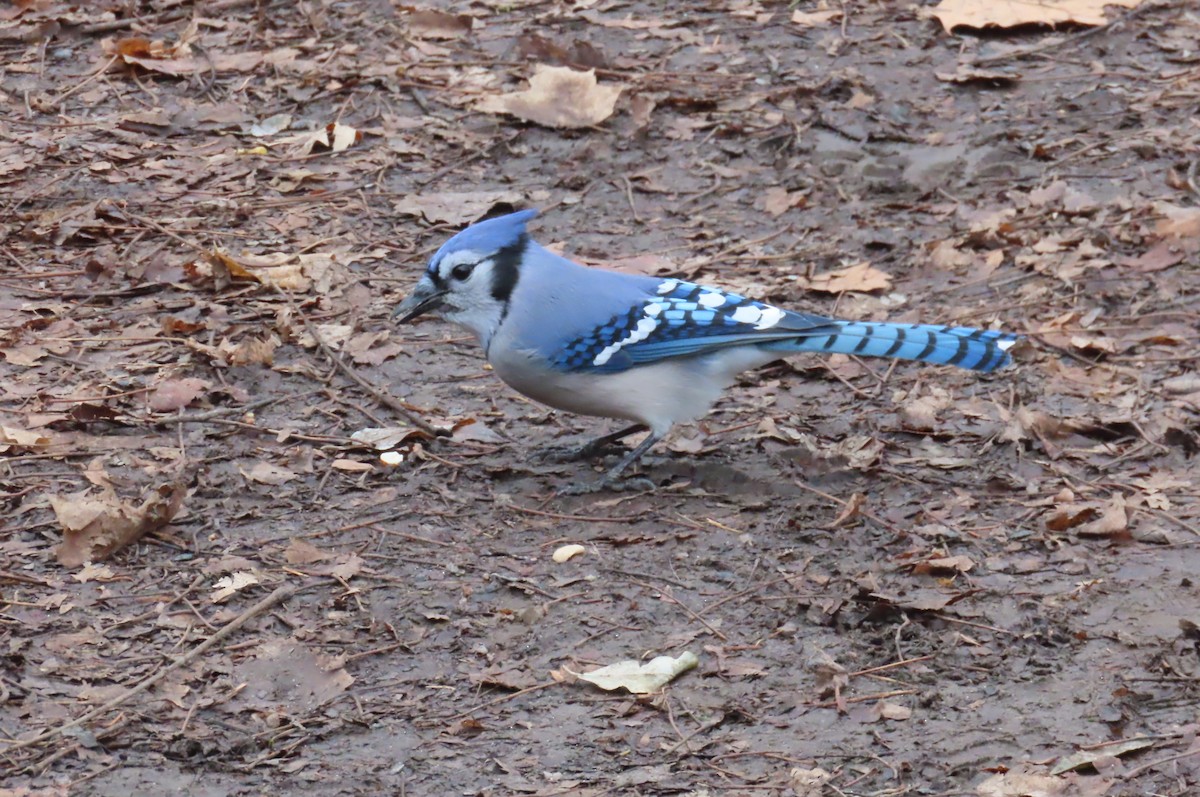 Blue Jay - Joanne Does