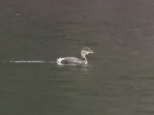 Pied-billed Grebe - ML512570561