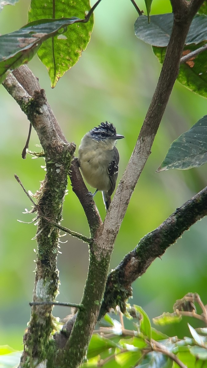 Yellow-breasted Antwren - Miguel Lezama - Tanager Tours