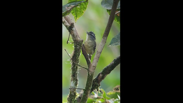 Yellow-breasted Antwren - ML512572581