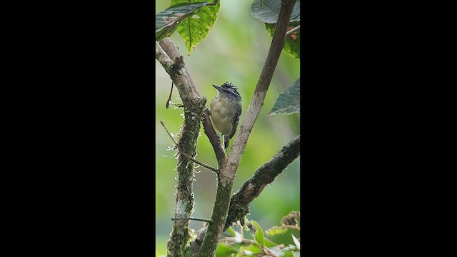 Yellow-breasted Antwren - ML512573071