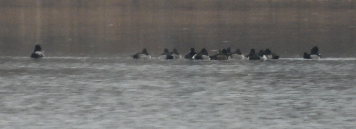 Ring-necked Duck - Cynthia Norris