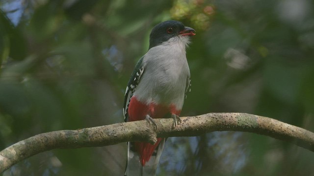 Cuban Trogon - ML512576161