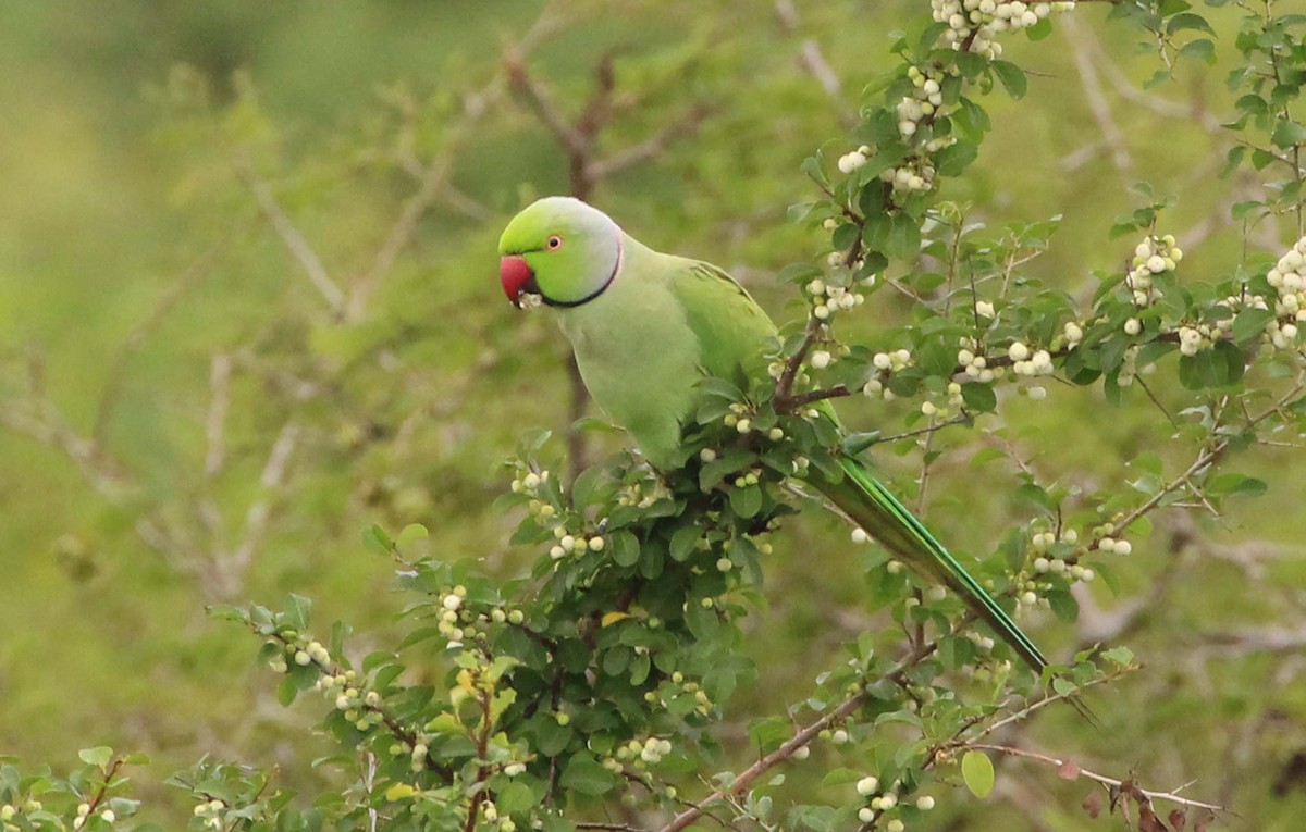 Rose-ringed Parakeet - ML512580841