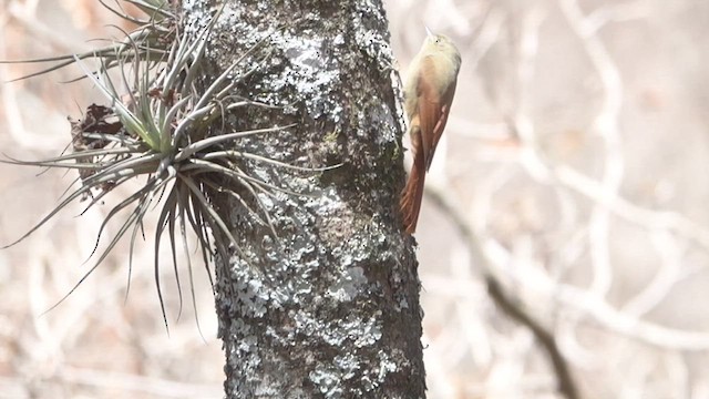 Olivaceous Woodcreeper - ML512581601