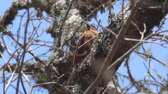 Great Rufous Woodcreeper - ML512581621