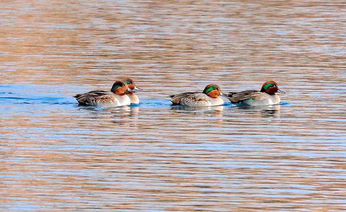 Green-winged Teal - ML512582021