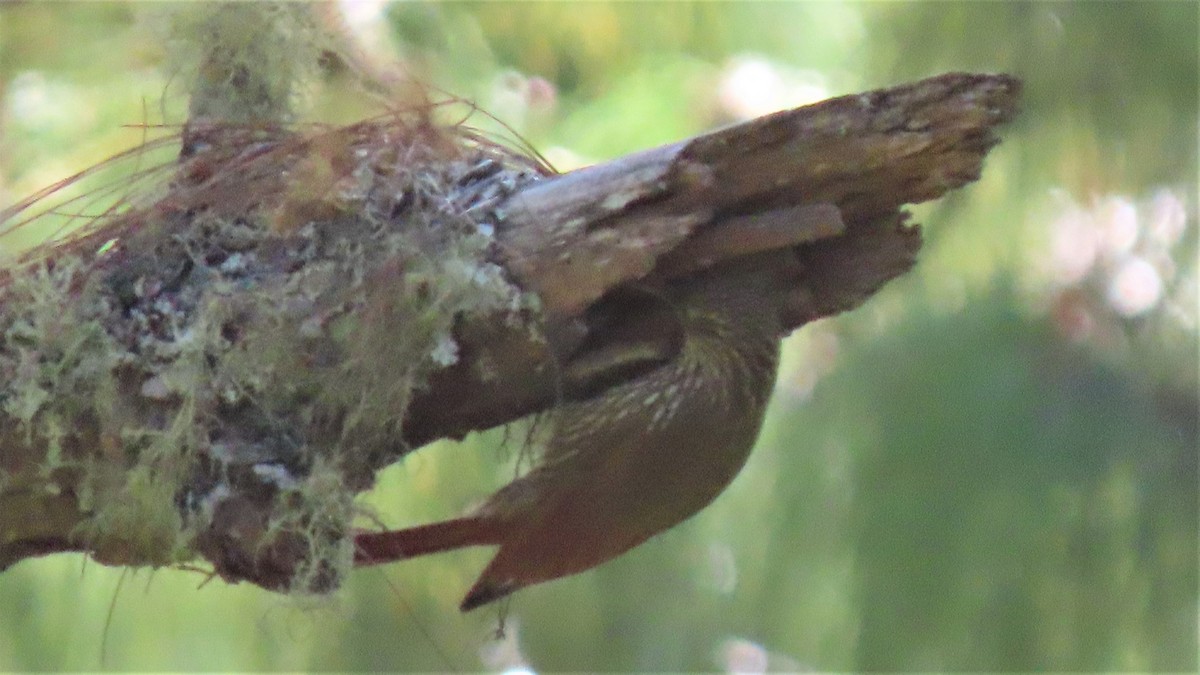 Spot-crowned Woodcreeper (Northern) - Doug Kibbe