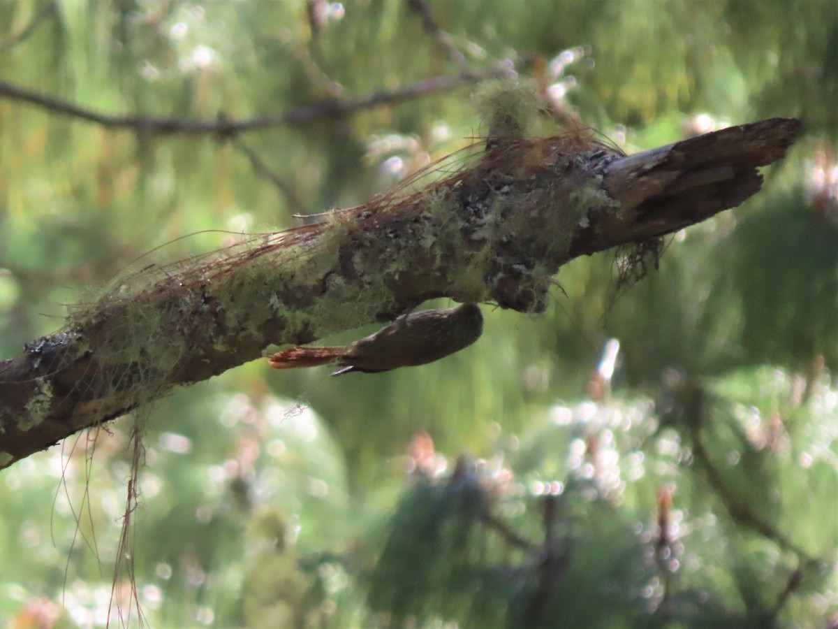 Spot-crowned Woodcreeper (Northern) - Doug Kibbe