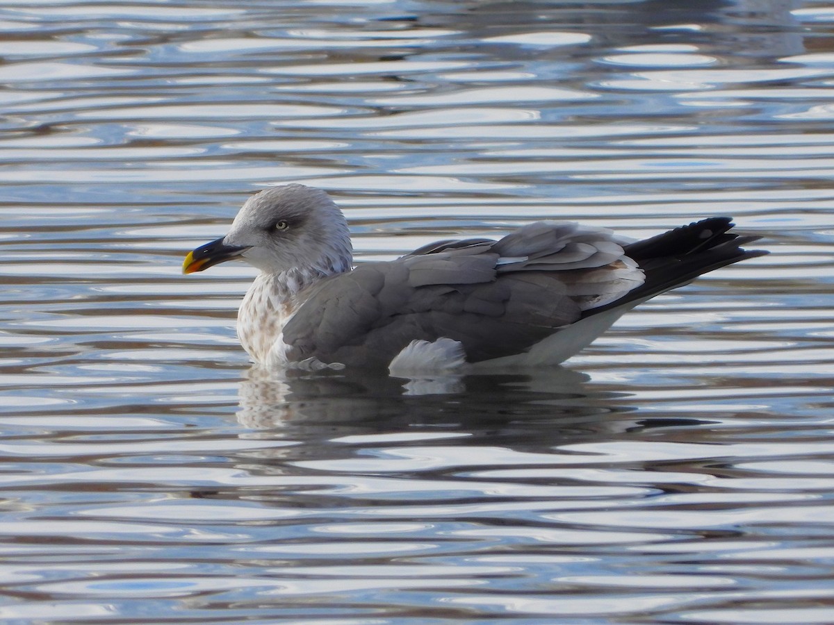 Lesser Black-backed Gull - Clayton  Peoples