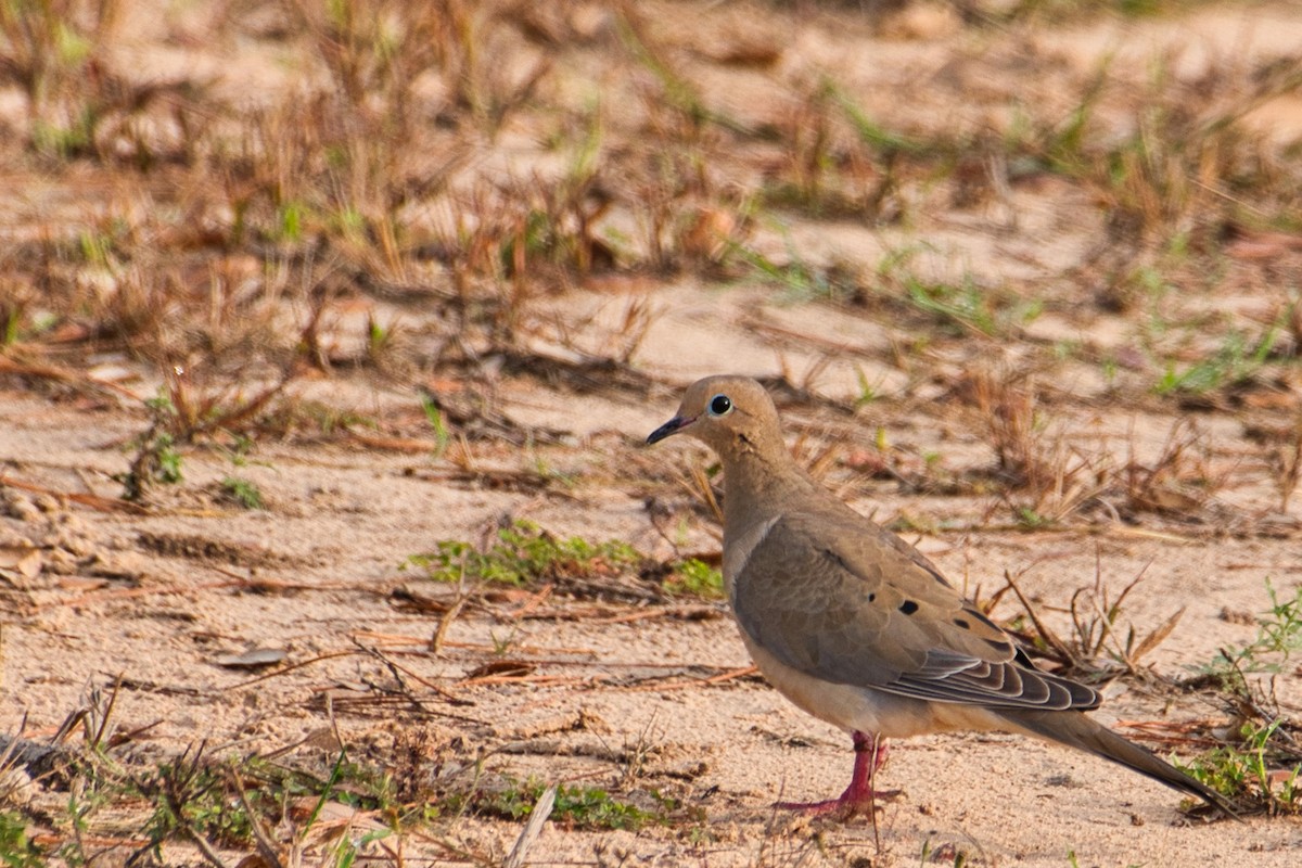 Mourning Dove - Donald Fullmer