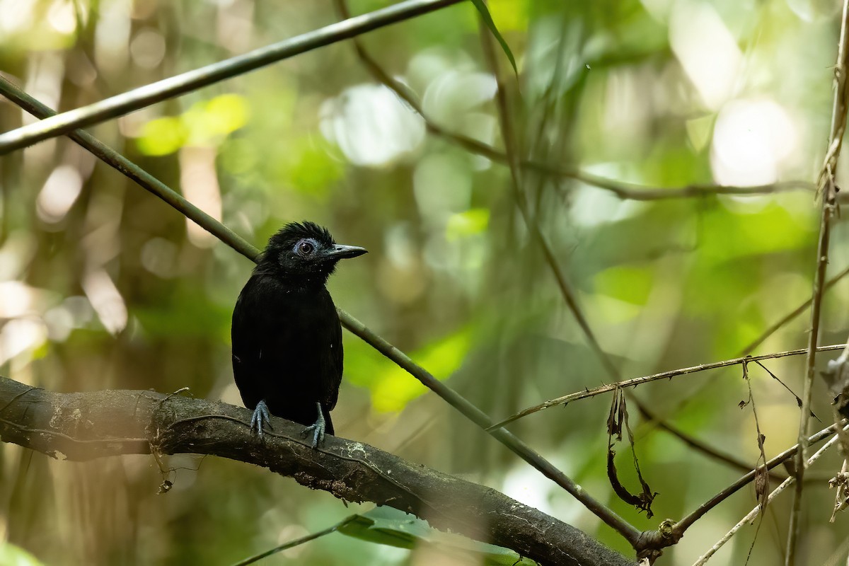 White-shouldered Antbird - Thibaud Aronson